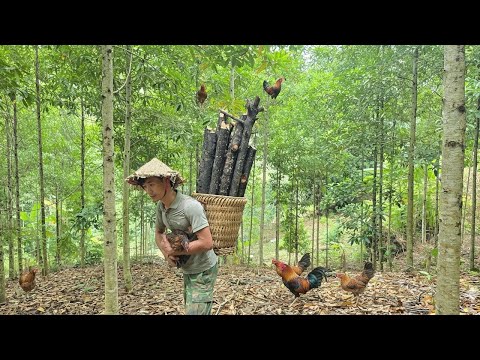 Видео: Кха выращивает Танг Лонг, собирает дрова и ставит ловушки для диких кур.