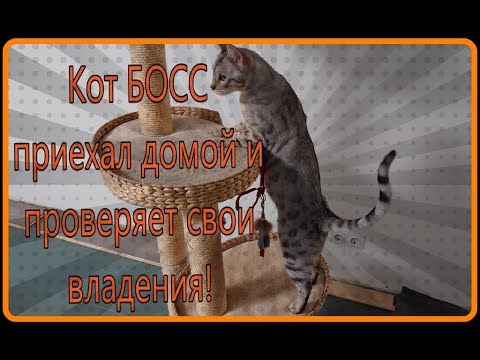 Видео: Кот приехал домой спустя две недели.