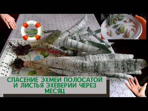 Видео: Спасаю растения полосатой  эхмеи ,а также что произошло с листьями и головами эхеверий через месяц