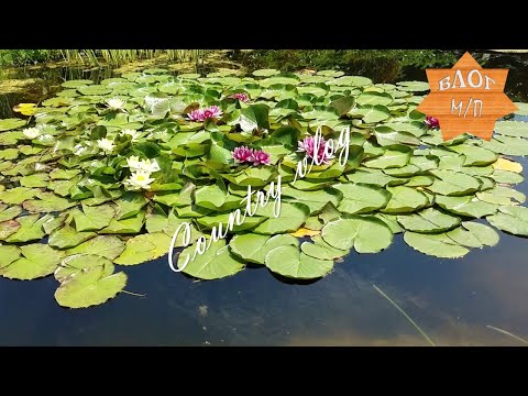 Видео: Кувшинки в дачном пруду. Зимнее хранение в Сибири.