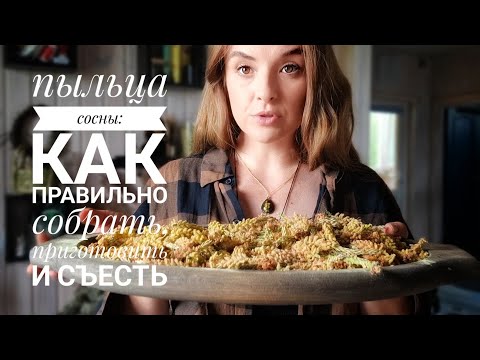 Видео: Вы ещё успеете собрать ценный лесной дар - пыльцу сосны!