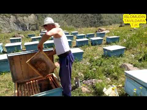Видео: АСАЛИ ТОЗА ТАБИИ ТАВИЛДАРА 2022. МЁД НАТУРАЛЬНЫЙ С КОМПОНЕНТАМИ. MED NATURALNYY S KOMPONENTAMI.