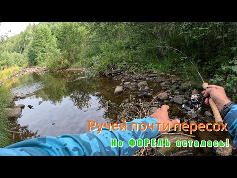 Видео: Ручей почти пересох, но ФОРЕЛЬ осталась! Рыбалка на спиннинг Daiwa Silver Creek 53UL-3