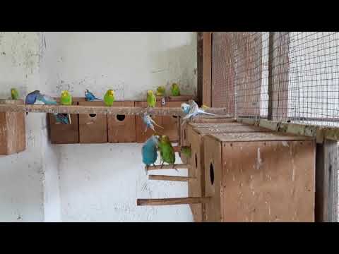 Видео: в гостях у заводчика попугаев в нижнегорском районе
