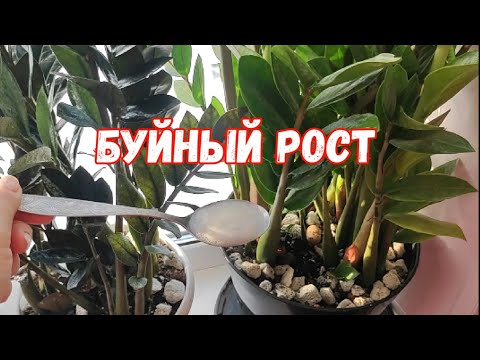 Видео: БЕСПЛАТНАЯ ПОДКОРМКА для БЕШЕНОГО РОСТА и даже чахлый ЗАМИОКУЛЬКАС будет РАСПИРАТЬ ГОРШОК