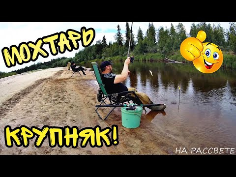 Видео: Мохтарь на жарёху  ► отличный размер