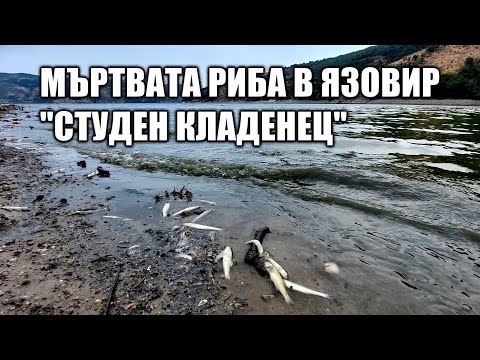 Видео: Мъртвата риба в язовир "Студен кладенец"