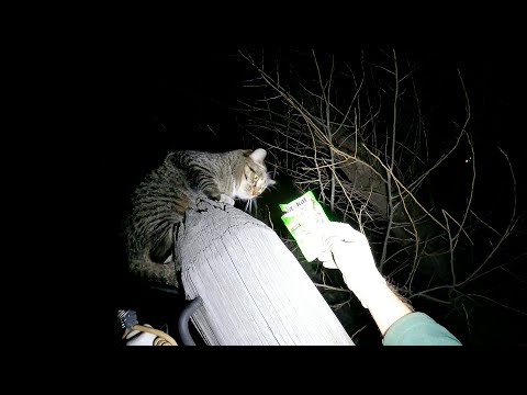 Видео: Марсель