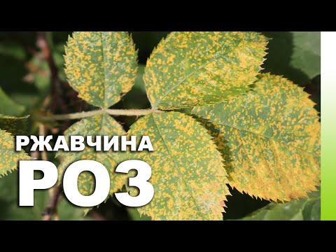 Видео: РЖАВЧИНА РОЗ: симптомы, методы борьбы, лечение, схема обработки