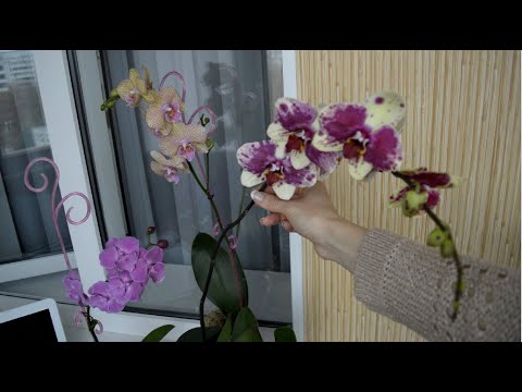 Видео: АДАПТАЦИЯ ОРХИДЕИ ПОСЛЕ ПОКУПКИ