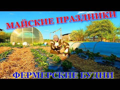 Видео: Мини туннели для клубники/ Подкормка клубники/Породная птица - куры, цыплята.