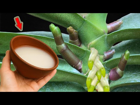 Видео: Налейте 1 стакан! Бесцветная орхидея внезапно и бесконтрольно расцвела!