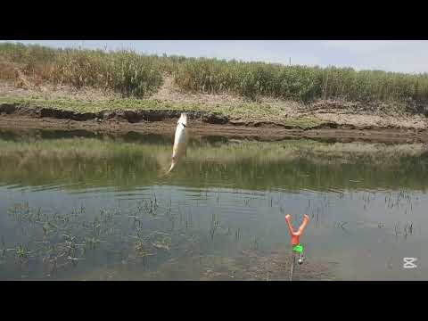 Видео: Запрета вобла карас сазан