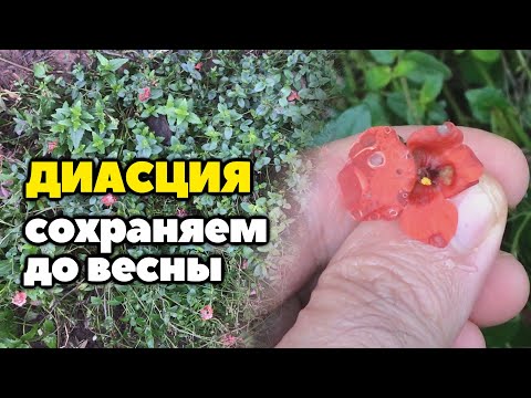 Видео: Как сохранить диасцию в домашних условиях до весны и уберечь её от мучнистой росы