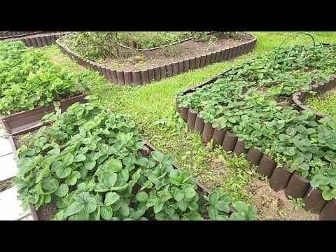 Видео: Приехали на дачу, посадка чеснока и лука. 