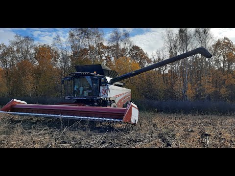 Видео: ТОРУМ 785. ПОКОРЕНИЕ ПОДСОЛНЕЧНИКА