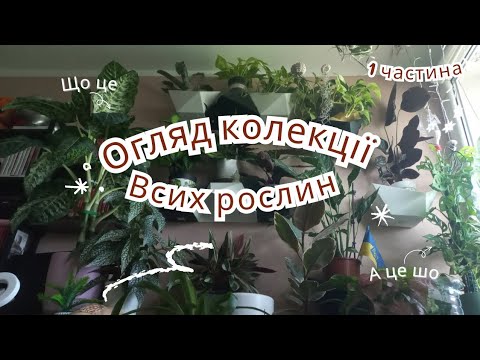 Видео: Огляд колекції рослин 02.09.24, частина 1