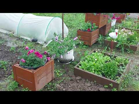 Видео: Наши 8,4 сотки🏡Как обстоят дела на участке на 30.06.25г. Могло бы быть и лучше 🤷‍♀️