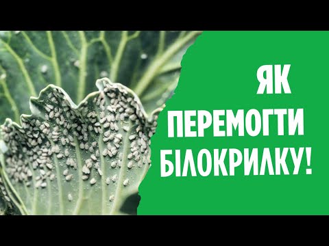 Видео: Білокрилка. Захист капусти. Як врятувати капусту від білокрилки