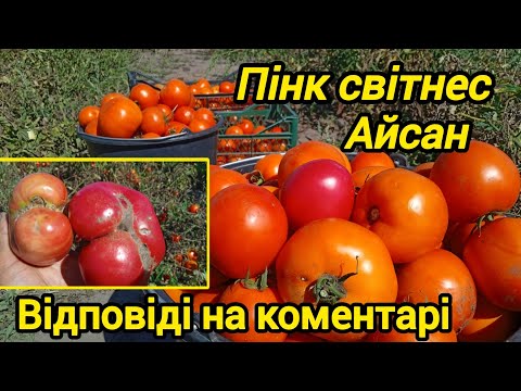Видео: Томати Айсан,Пінк світнес. Висновки сезону 2025.