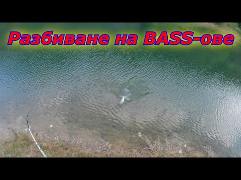 Видео: Басове на Salmo Slick Stick