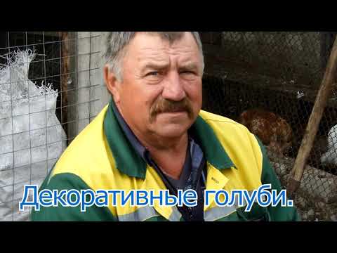 Видео: Декоративные голуби, продажа.