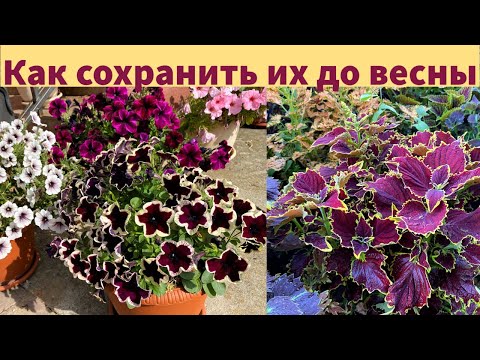 Видео: САМЫЙ ПРОСТОЙ и эффективный СПОСОБ ЧЕРЕНКОВАНИЯ петунии, колеуса, пеларгонии. Коллекция колеусов