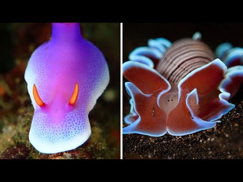 Видео: ▽ Морские слизни: разнообразие форм и красок