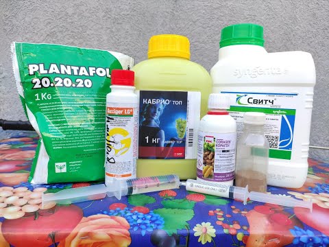 Видео: ТРЕТЬЯ ПРОФИЛАКТИЧЕСКАЯ ОБРАБОТКА ВИНОГРАДА! 🍇🍇🍇 ТЕЛ.+79054033245, WhatsApp и Viber +79528500417.