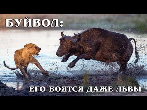 Видео: Африканский Буйвол: Парнокопытный Агрессор | Интересные факты про африканского буйвола