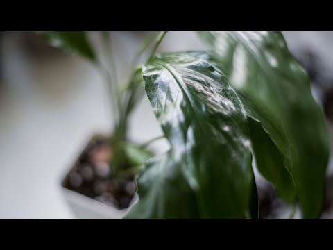 Видео: Идеальный грунт для Спатифиллума | Пересадка и размножение