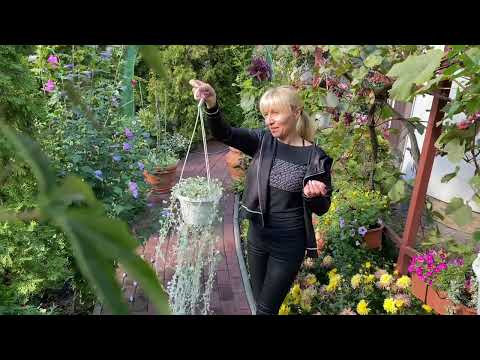 Видео: 🌿 Як Зберегти Діхондру та Інші Рослини Взимку | Осінній Квітучий Сад