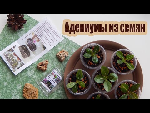 Видео: Адениум из семян | Рост и развитее сеянцев со дня посева + первая пересадка