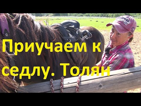 Видео: Знакомство с седлом. Толковый Парень.