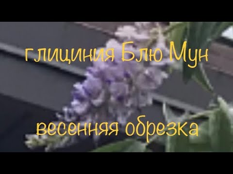 Видео: Глициния (Вистерия). Весенняя обрезка. Первая подкормка. 26.03.2023