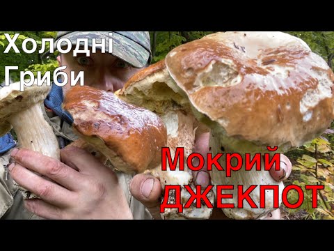 Видео: Мокрий Ліс 🌳 мокрі холодні білі гриби.. повезло в цьому місці нікого не було! 