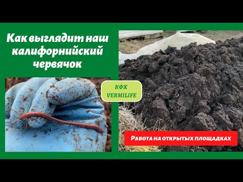 Видео: Как выглядит наш калифорнийский червячок. Работа на открытых площадках. Разведение червя.