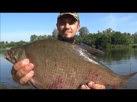 Видео: ловля леща на донки/  на реке Белая / наверное этого леща покусали сказал сосед