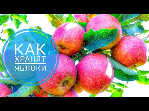 Видео: Как хранят яблоки? Камеры хранения яблок 150 ТОНН