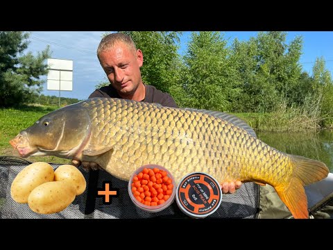 Видео: Ловля Коропа На Картоплю та Pop Up | Розіграш Вудилища