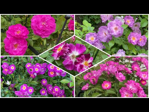 Видео: Розы с фиолетовым и сиреневым оттенком в моем саду. (Плетистые, шрабы. Урал, 2-3 зона).
