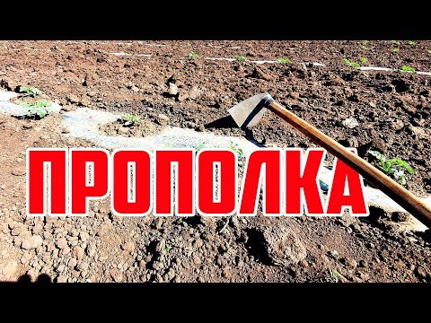 Видео: Прополка 28 05 20