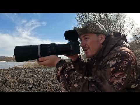 Видео: Canon RF 800mm F11 IS STM для фотоохоты с Canon R5