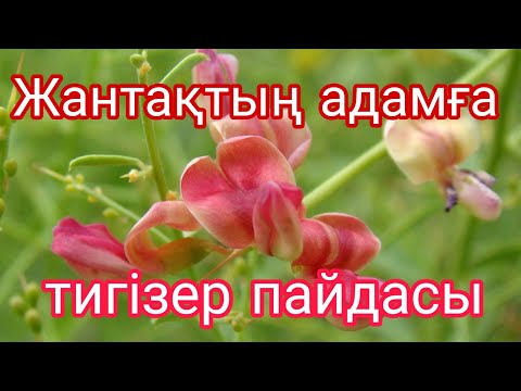 Видео: Жантақтың пайдасы#польза джантак#Верблюжья колючка.Жантақтың емдік қасиеті/жантак.жусан.