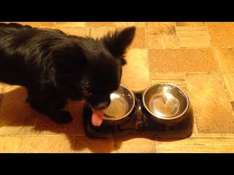 Видео: 🌀 МЕНЮ ДЛЯ СОБАК #1 | ЧЕМ КОРМИТЬ СОБАКУ | НАТУРАЛКА