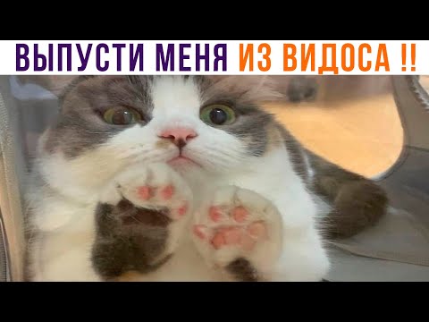 Видео: Хе-хе ))) Приколы с котами | Мемозг 1109