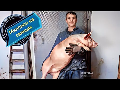 Видео: Отправляем поросят (ПЬЕТРЕН-МАКСТЕР) к Даше Молодая ферма