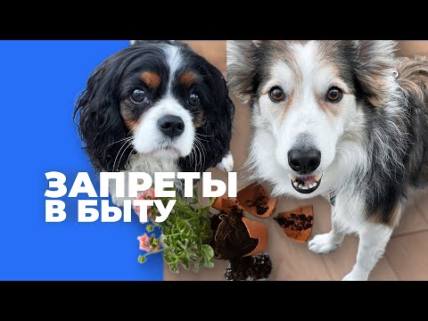 Видео: Собака разрушает дом 🎙️ разбираем реальные ошибки