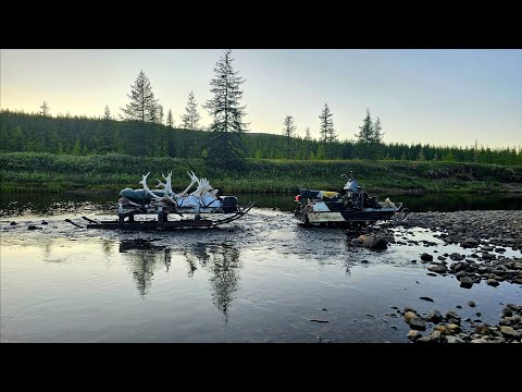 Видео: ОХОТА НА ДИКОГО ОЛЕНЯ 200 КМ НА СНЕГОХОДЕ