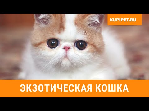 Видео: ЭКЗОТИЧЕСКАЯ КОШКА ВСЕ О ПОРОДЕ. ИНТЕРЕСНЫЕ ФАКТЫ